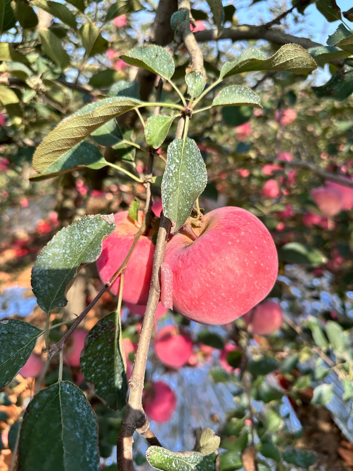 Apples growing on a tree photographed on a 3YY Fresh sourcing visit