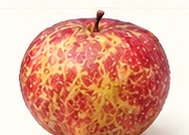 Editorial illustration representing Ugly Apple, for variety comparison only