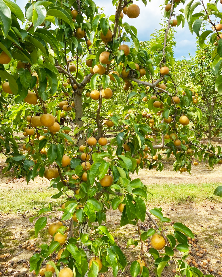 Golden pears growing on trees, supplied as a fruit-category photograph