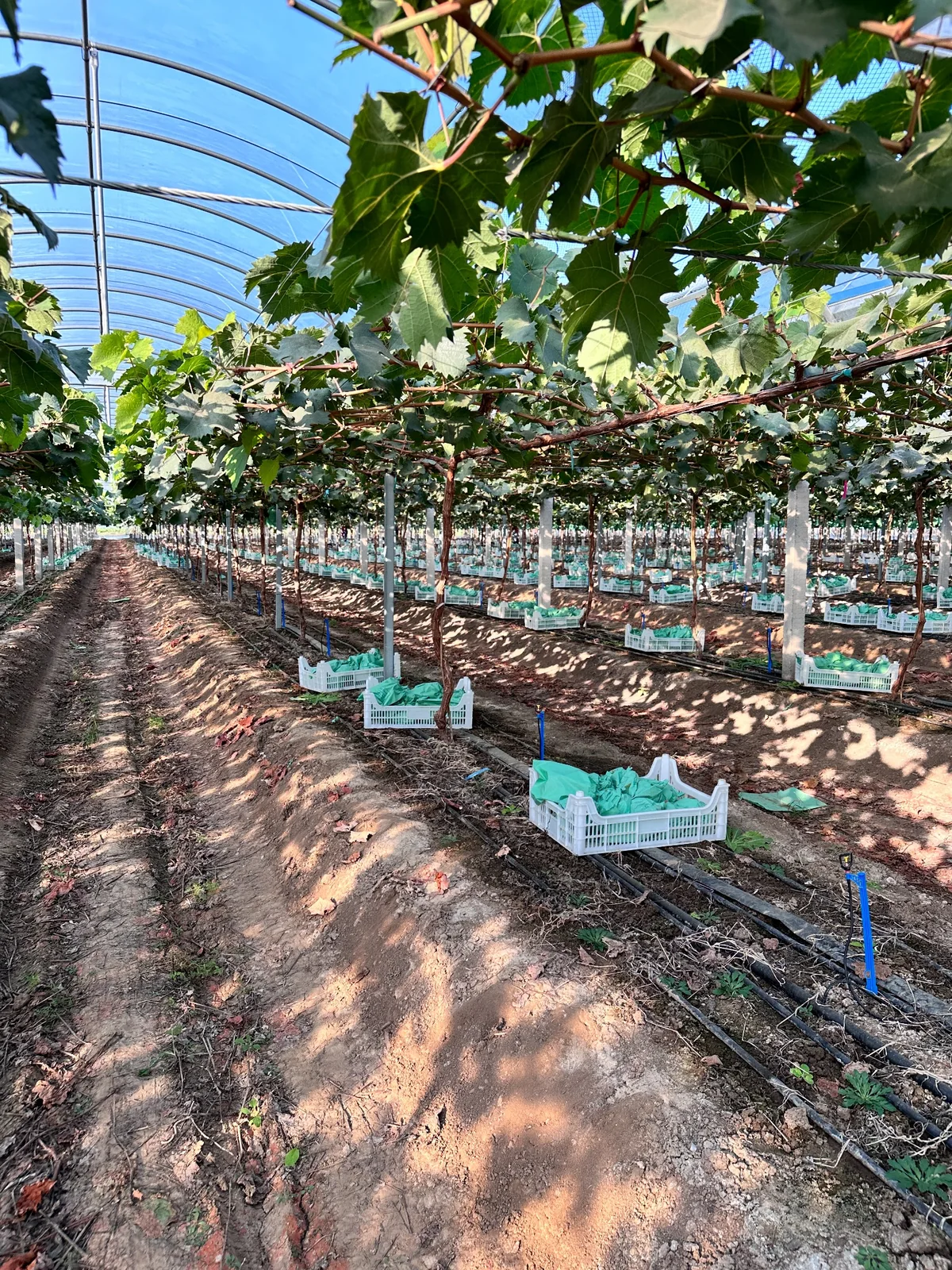 Shine Muscat vines under cover in the orchard shown in the photograph supplied by 3YY Fresh